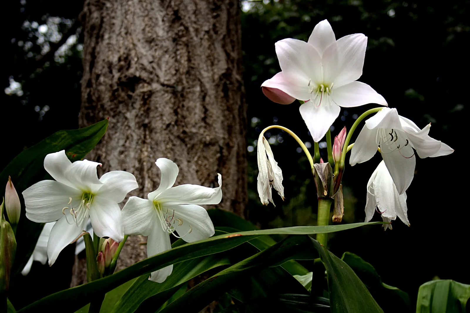 Lily Species (Lilium Hybrids) — ranging from compact varieties at 2 to 3 feet to towering types reaching up to 6 feet; to ensure a successful, image 59