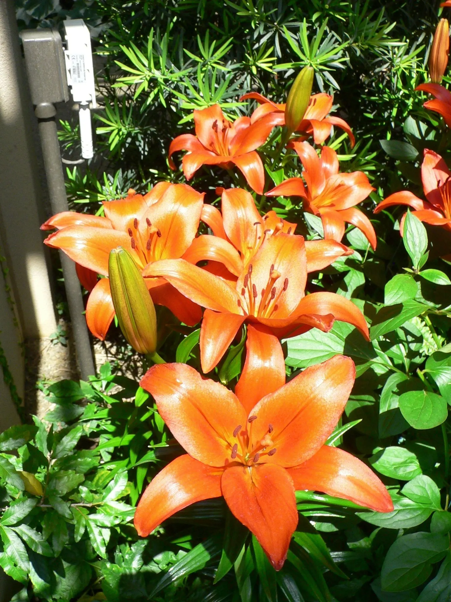 Lily Species (Lilium Hybrids) — these hybrids have been selectively bred to enhance particular features such as color; these perennial bulbs flower, image 103