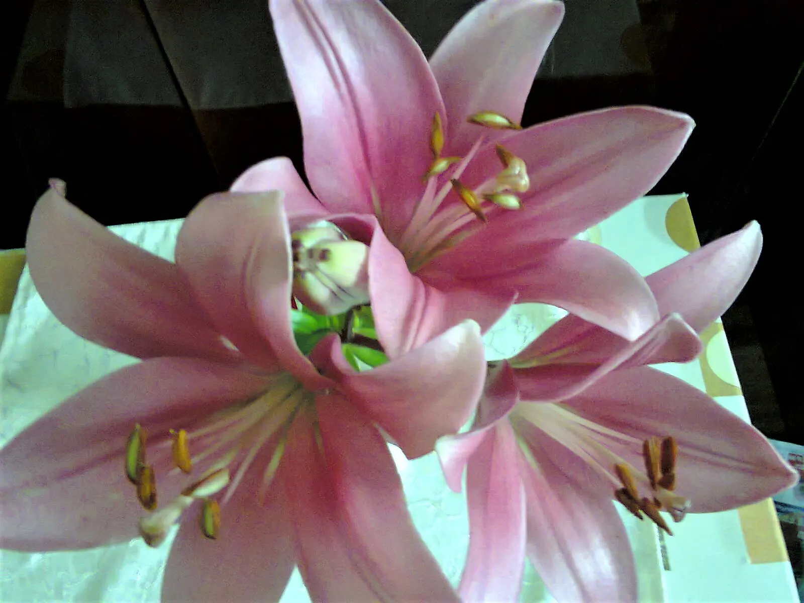 Lily Species (Lilium Hybrids) — with blossom sizes approximately 6 inches across; esteemed for their vibrant blooms, image 188
