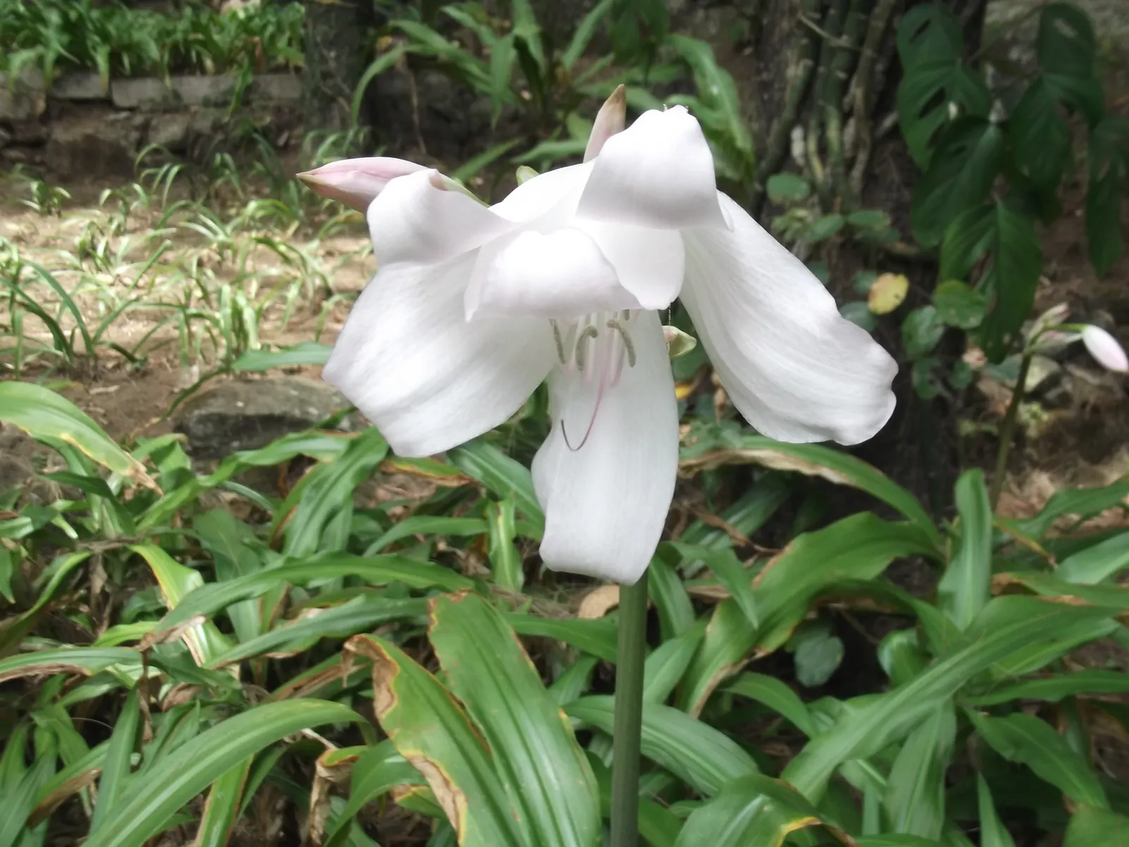 Lily Species (Lilium Hybrids) — can reach up to 6 feet in height; they're also superb for cut flower arrangements, enhancing the clients' enjoyment, image 95