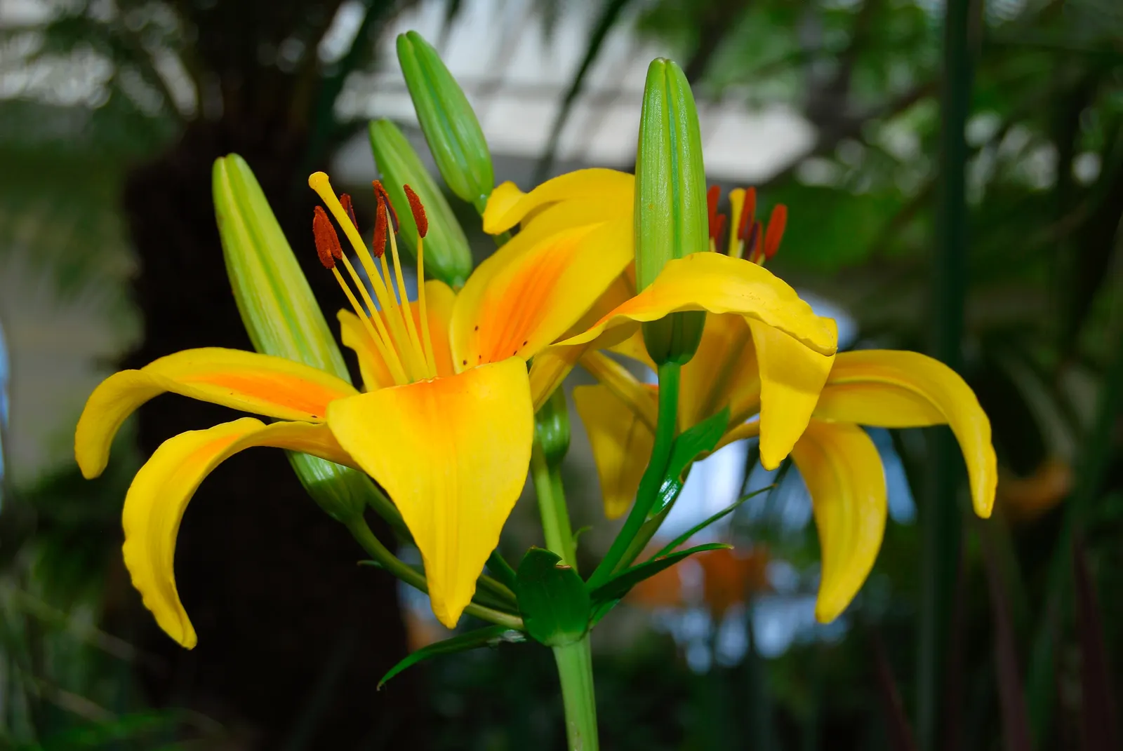 Lily Species (Lilium Hybrids) — To ensure a successful bloom, add a layer of mulch to conserve moisture and regulate soil temperature; hybrid, image 88