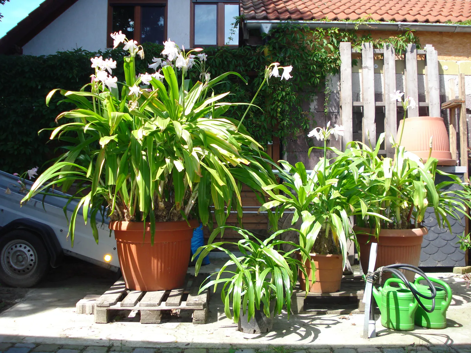 Lily Species (Lilium Hybrids) — They thrive under full sun to partial shade conditions, requiring at least 6 hours of sunlight daily; can reach up, image 198