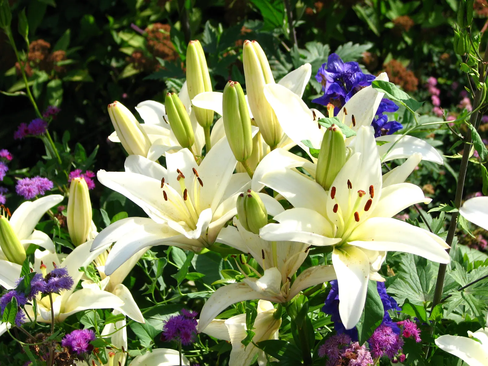 Lily Species (Lilium Hybrids) — or to create dramatic backdrops when planted en masse; brief Description for Landscape Design Portfolio:\n\nLilium hybrids