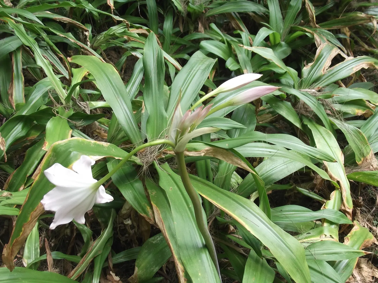 Lily Species (Lilium Hybrids) — multi-colored and white and yellow flowers in the garden; prefer well-drained soil and full sun to partial shade, image 90