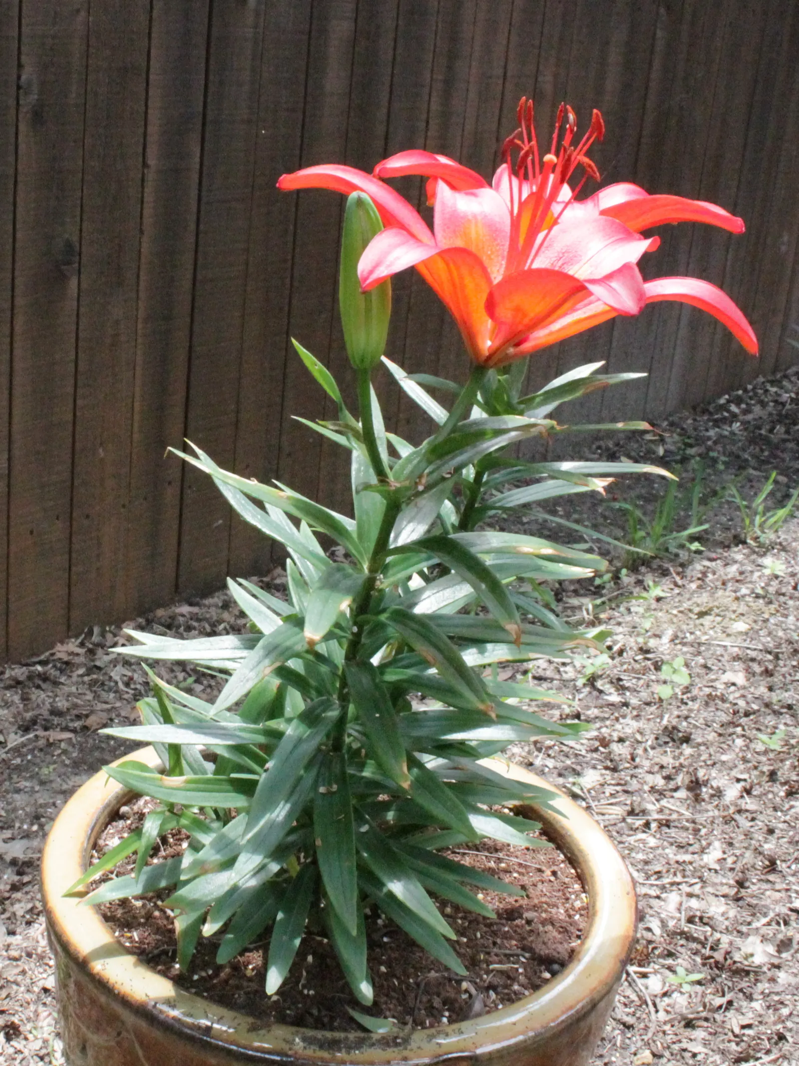 Lily Species (Lilium Hybrids) — They thrive under full sun to partial shade conditions, requiring at least 6 hours of sunlight daily