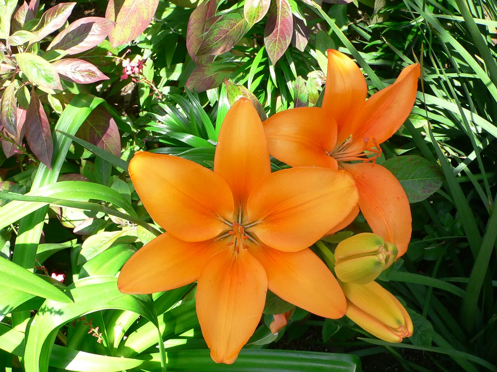 Lily Species (Lilium Hybrids) — these hybrids have been selectively bred to enhance particular features such as color; these perennial bulbs flower, image 57