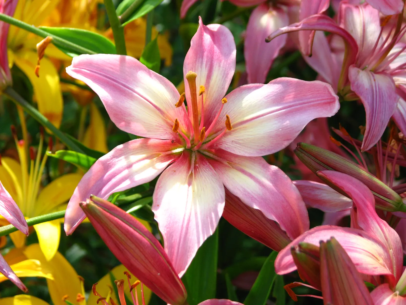 Lily Species (Lilium Hybrids) — Originating from several species in the genus Lilium