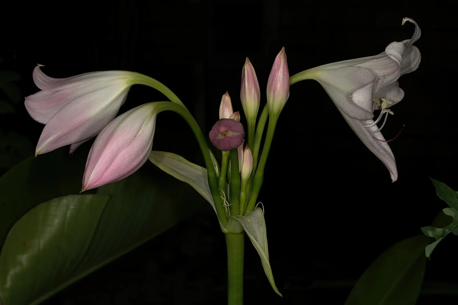 Lily Species (Lilium Hybrids) — can reach up to 6 feet in height; they're also superb for cut flower arrangements, enhancing the clients' enjoyment, image 49