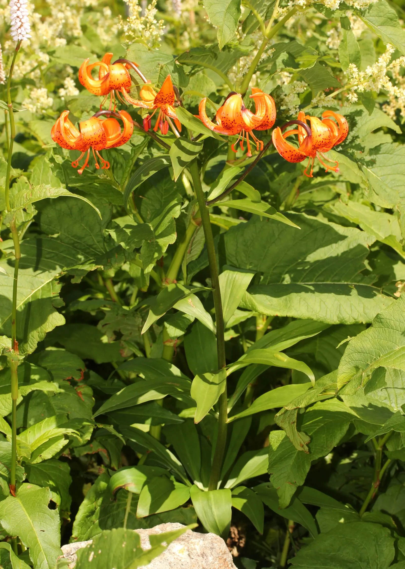 Lily Species (Lilium Hybrids) — commonly referred to as hybrid lilies; they thrive under full sun to partial shade conditions, requiring at least 6, image 147
