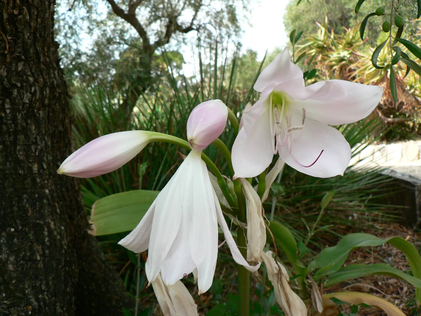 Lily Species (Lilium Hybrids) — multi-colored and white and yellow flowers in the garden; prefer well-drained soil and full sun to partial shade, image 113