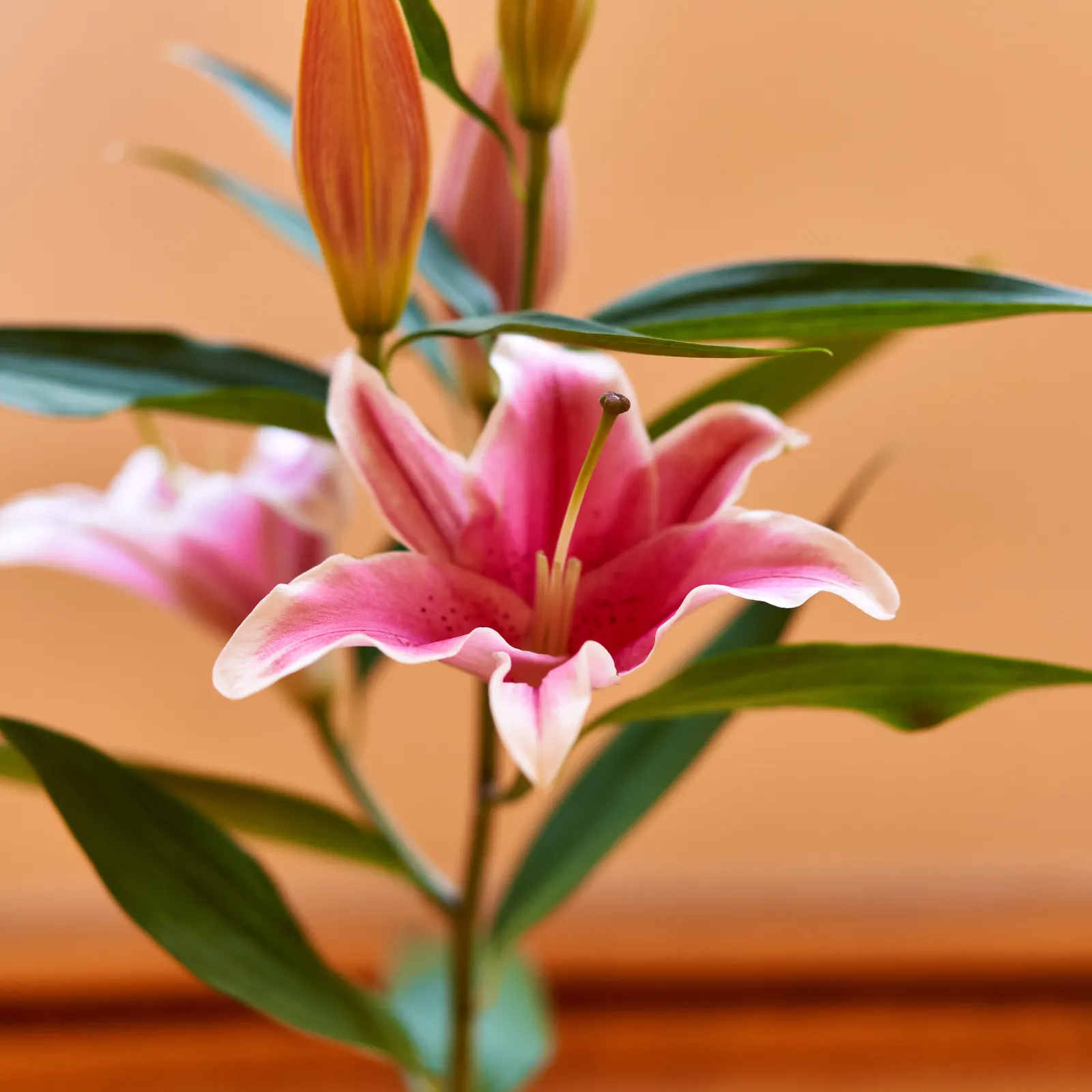 Lily Species (Lilium Hybrids) — They're also superb for cut flower arrangements, enhancing the clients' enjoyment beyond the garden space; annual, image 87
