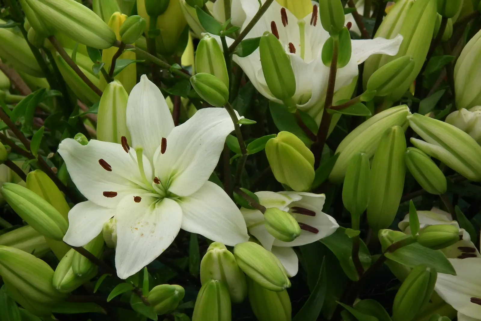 Lily Species (Lilium Hybrids) — these hybrids have been selectively bred to enhance particular features such as color