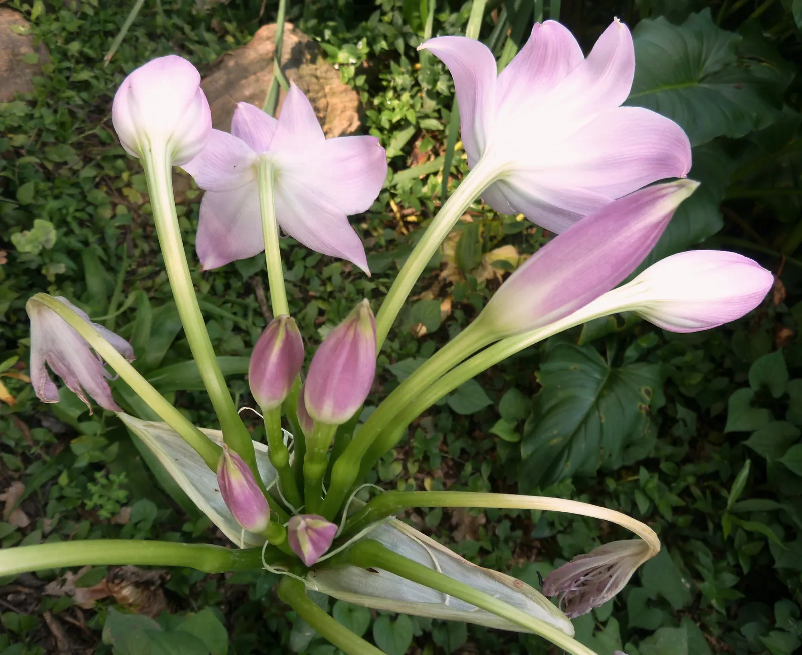Lily Species (Lilium Hybrids) — ranging from compact varieties at 2 to 3 feet to towering types reaching up to 6 feet; to ensure a successful, image 220
