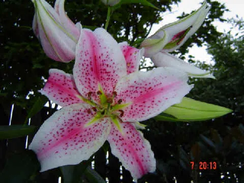 Lily Species (Lilium Hybrids) — commonly referred to as hybrid lilies; they thrive under full sun to partial shade conditions, requiring at least 6, image 101