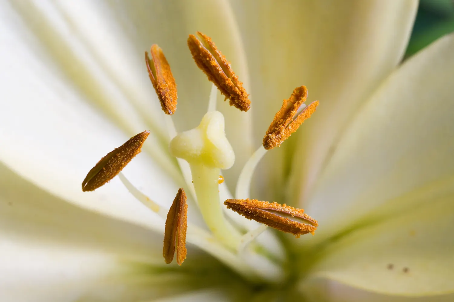 Lily Species (Lilium Hybrids) — with blossom sizes approximately 6 inches across; esteemed for their vibrant blooms, image 73