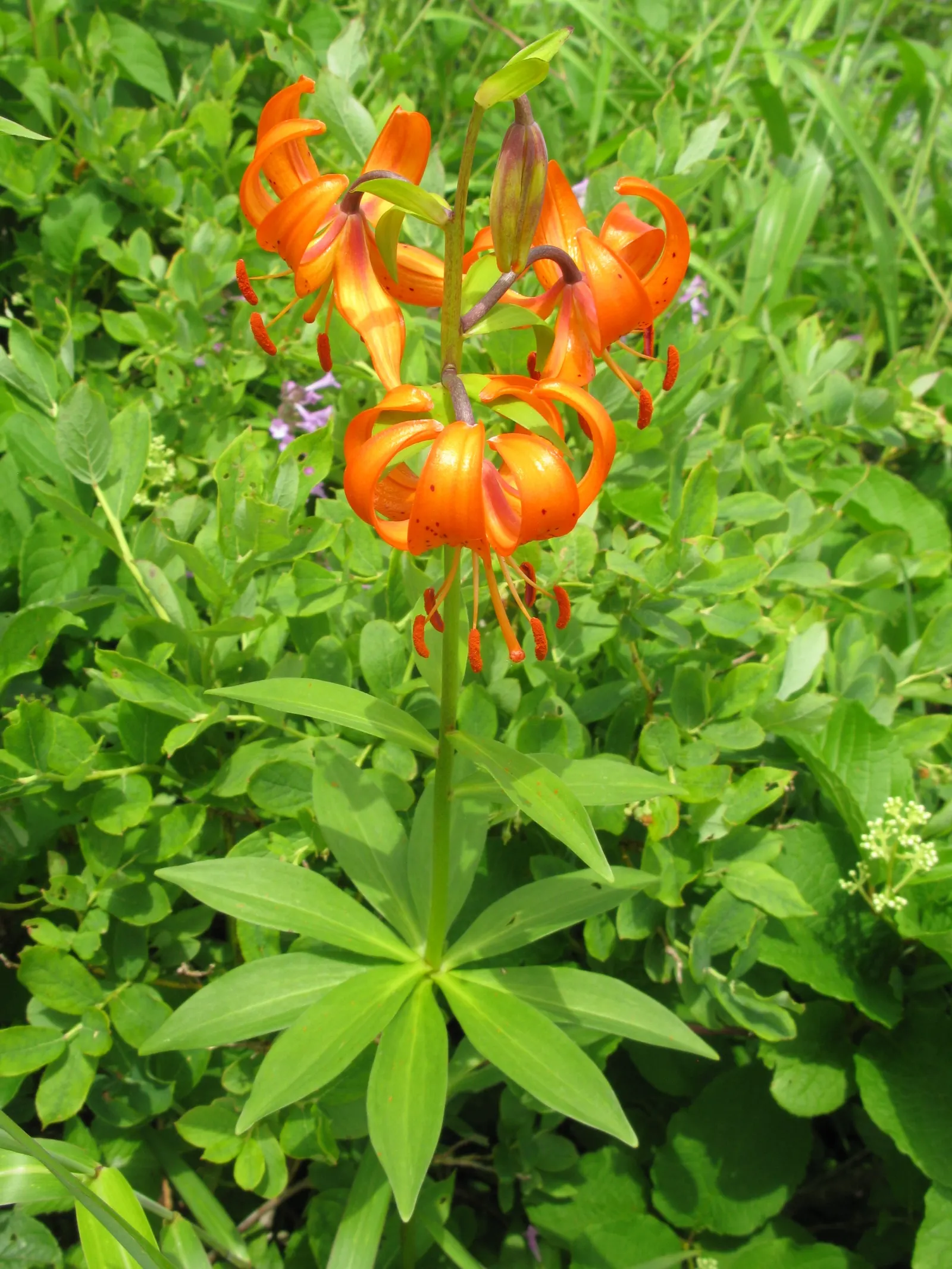 Lily Species (Lilium Hybrids) — They thrive under full sun to partial shade conditions, requiring at least 6 hours of sunlight daily; can reach up, image 60