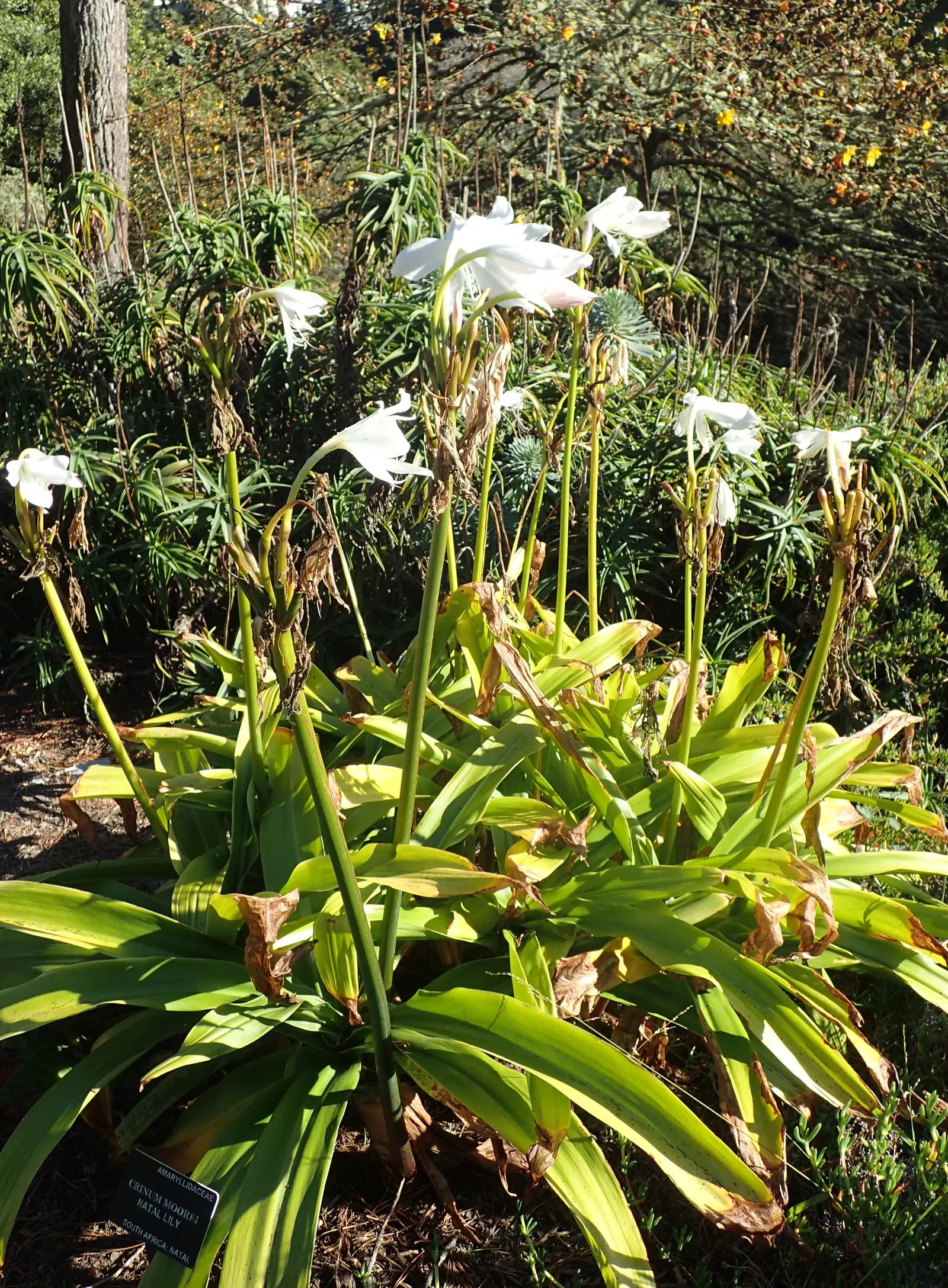 Lily Species (Lilium Hybrids) — To ensure a successful bloom, add a layer of mulch to conserve moisture and regulate soil temperature; hybrid, image 134