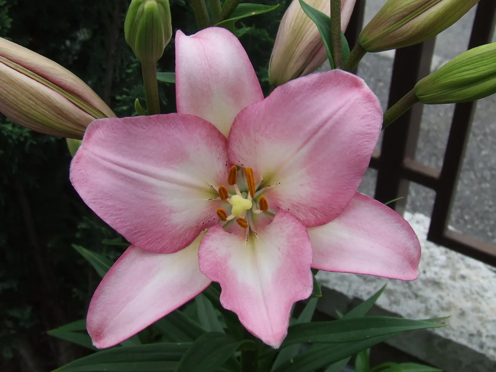Lily Species (Lilium Hybrids) — ranging from compact varieties at 2 to 3 feet to towering types reaching up to 6 feet; to ensure a successful, image 197