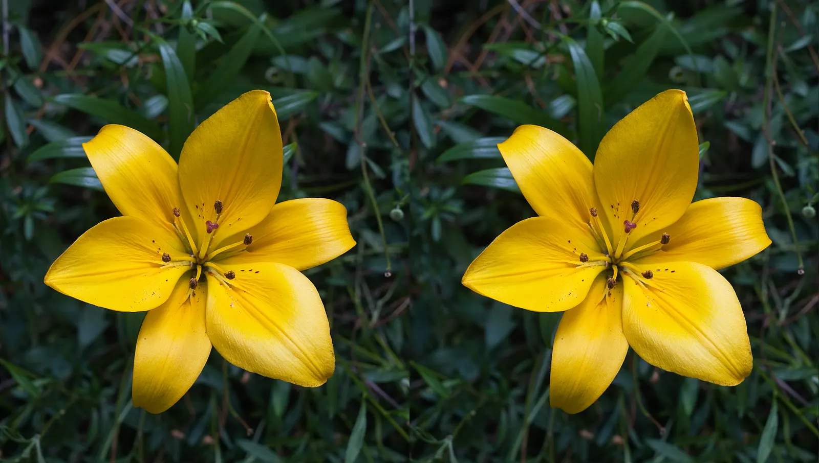 Lily Species (Lilium Hybrids) — They thrive under full sun to partial shade conditions, requiring at least 6 hours of sunlight daily; can reach up to 6 feet in