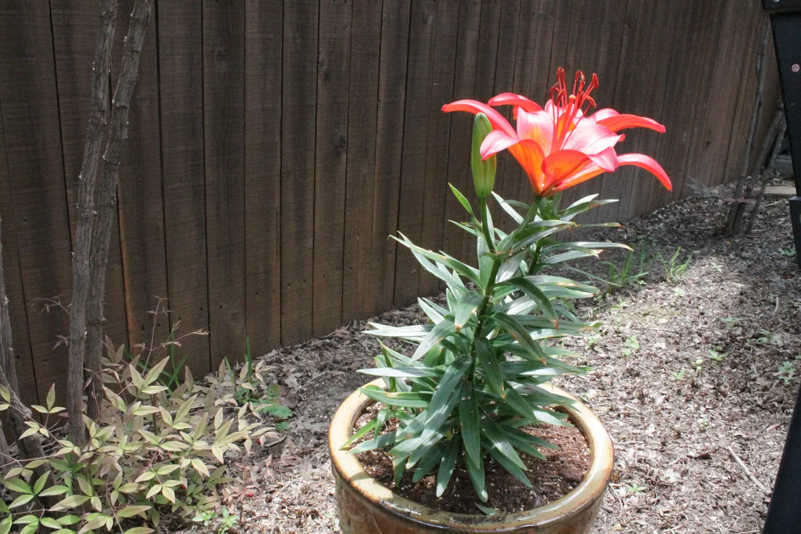 Lily Species (Lilium Hybrids) — Brief Description for Landscape Design Portfolio:\n\nLilium hybrids; with blossom sizes approximately 6 inches, image 70