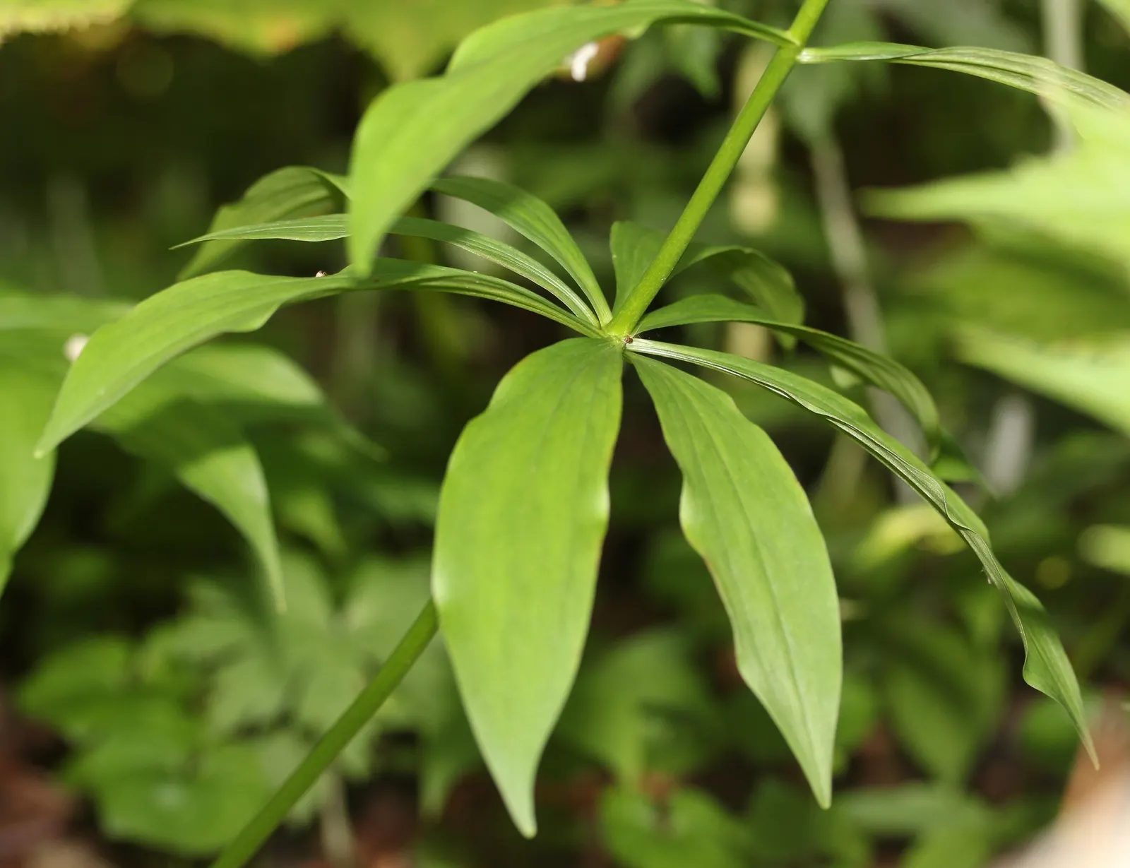 Lily Species (Lilium Hybrids) — esteemed for their vibrant blooms; these hybrids have been selectively bred to enhance particular features such as, image 48