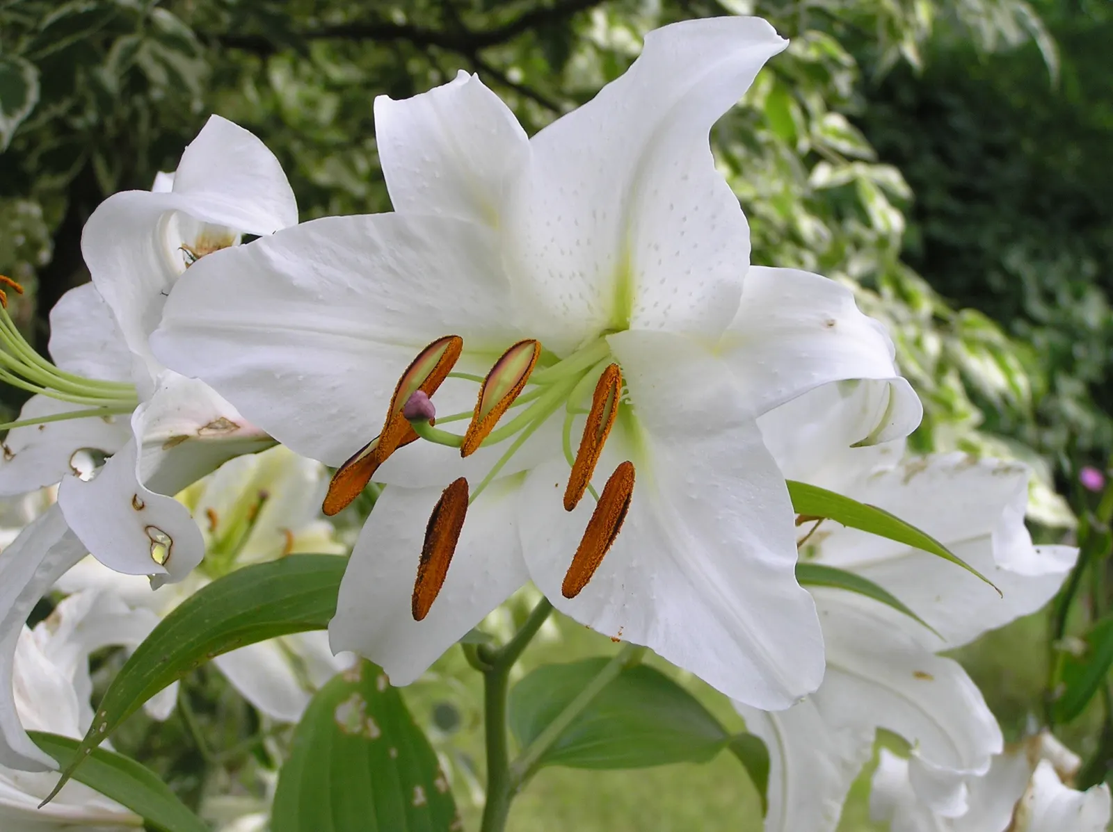 Lily Species (Lilium Hybrids) — can reach up to 6 feet in height; they're also superb for cut flower arrangements, enhancing the clients' enjoyment, image 187