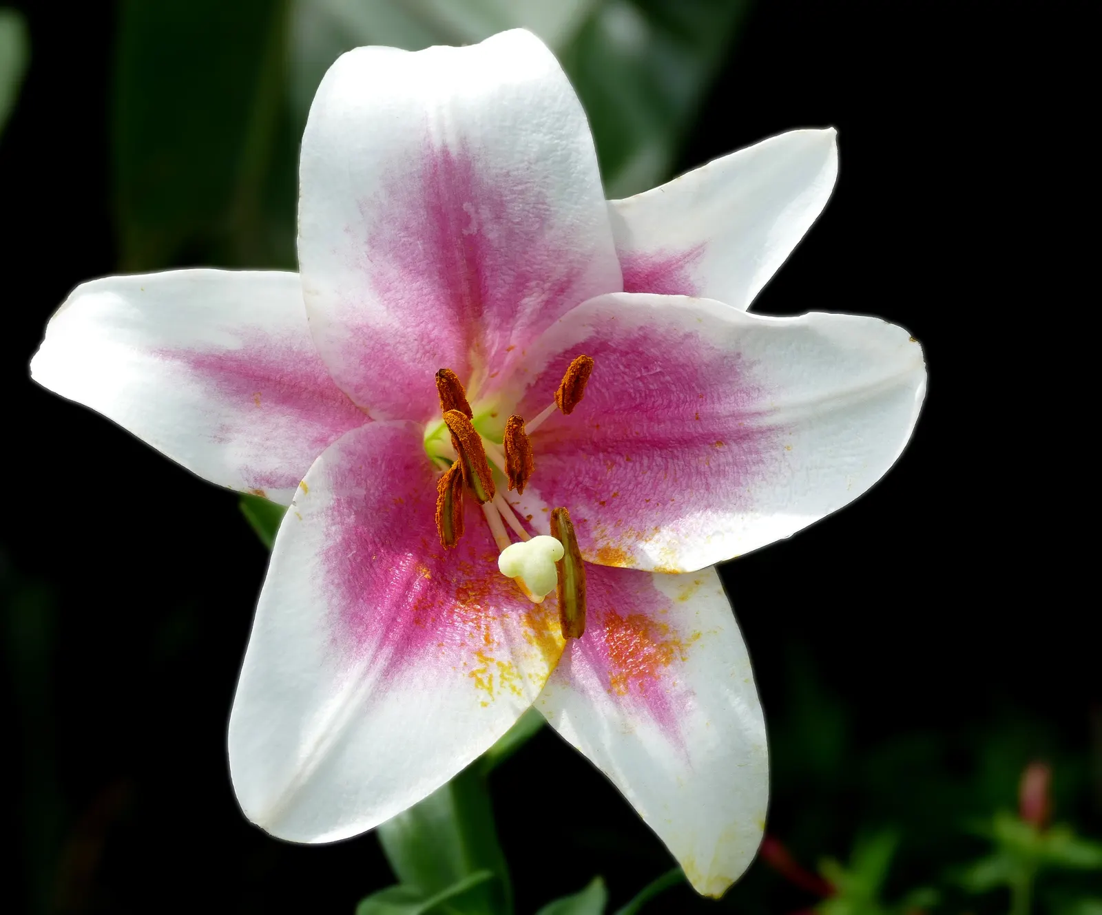 Lily Species (Lilium Hybrids) — They're also superb for cut flower arrangements, enhancing the clients' enjoyment beyond the garden space