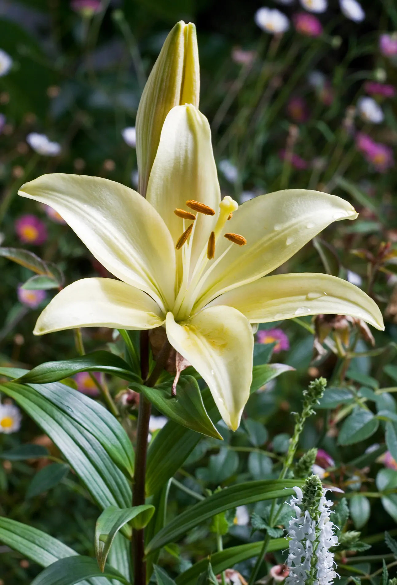 Lily Species (Lilium Hybrids) — bulb with multi-colored and white and yellow blooms; ranging from compact varieties at 2 to 3 feet to towering, image 160
