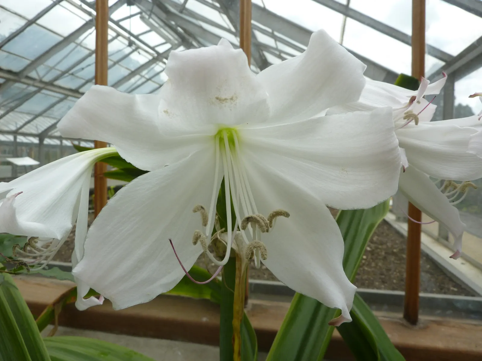 Lily Species (Lilium Hybrids) — esteemed for their vibrant blooms; these hybrids have been selectively bred to enhance particular features such as, image 209