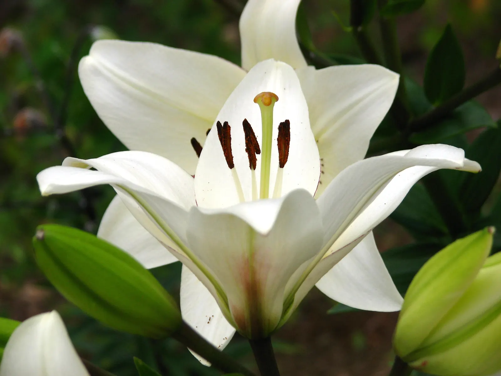 Lily Species (Lilium Hybrids) — or to create dramatic backdrops when planted en masse; brief Description for Landscape Design Portfolio:\n\nLilium, image 86