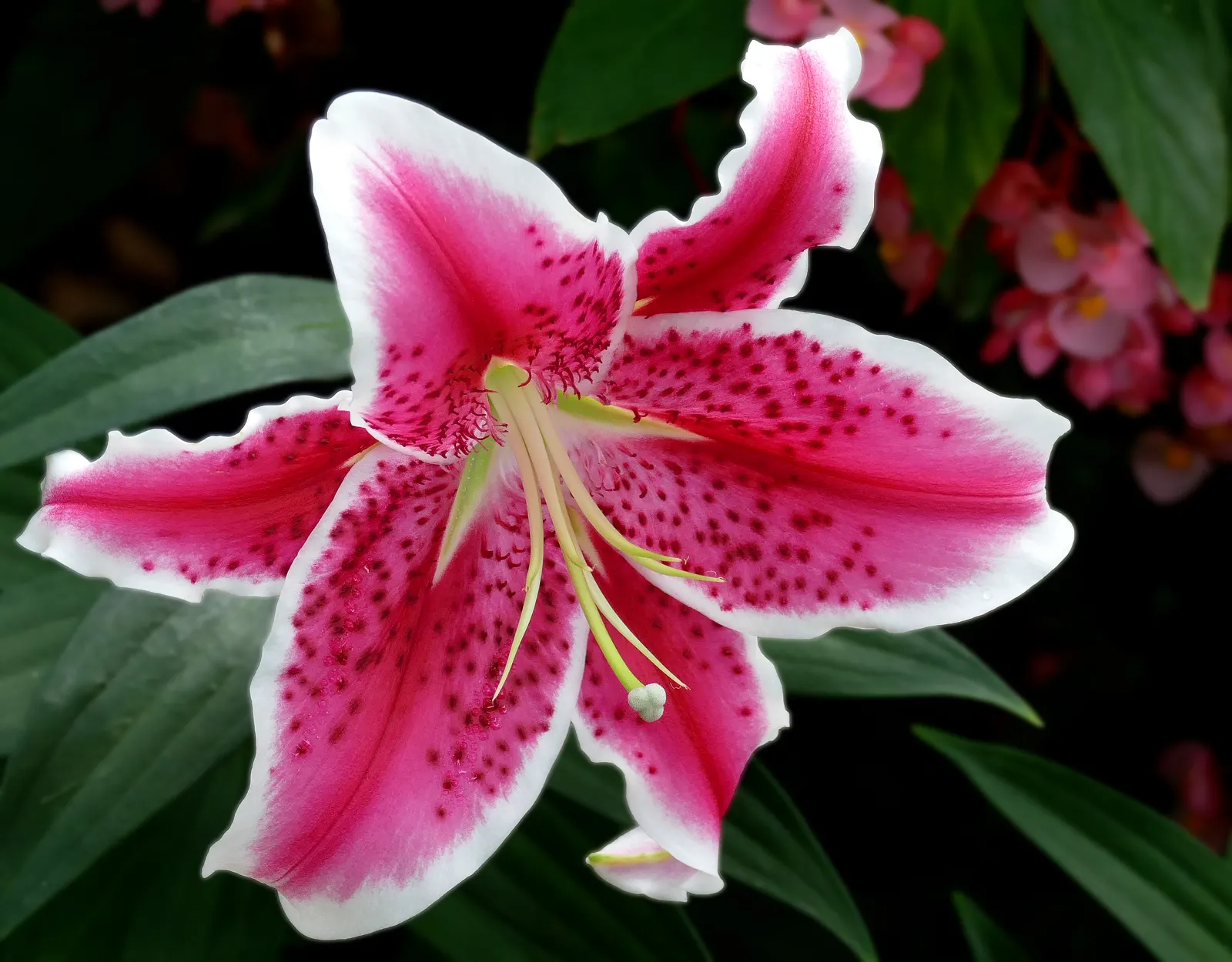 Lily Species (Lilium Hybrids) — To ensure a successful bloom, add a layer of mulch to conserve moisture and regulate soil temperature; hybrid lilies bloom from