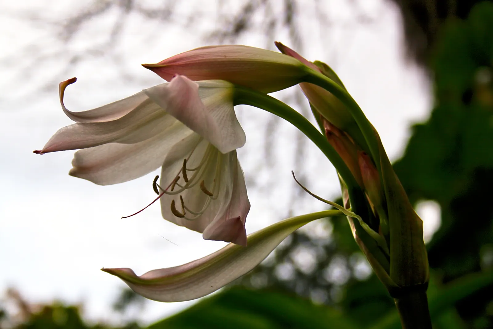 Lily Species (Lilium Hybrids) — these hybrids have been selectively bred to enhance particular features such as color; these perennial bulbs flower, image 80