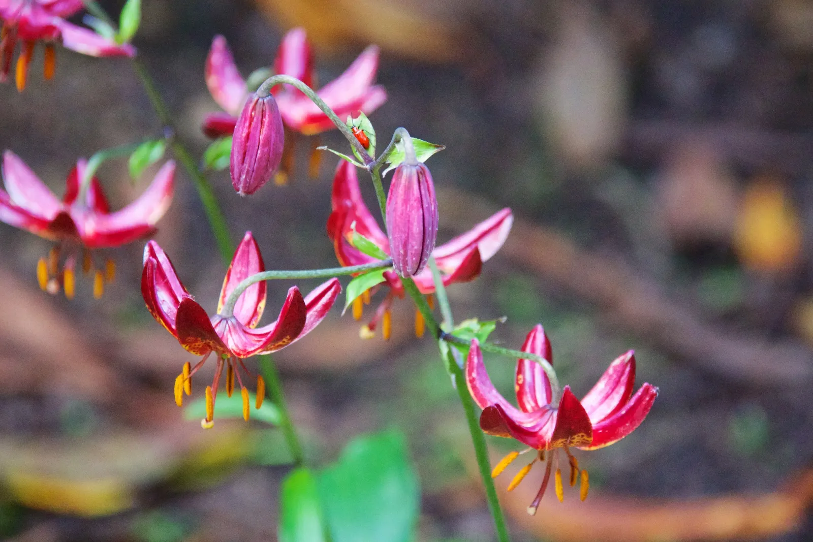 Lily Species (Lilium Hybrids) — with blossom sizes approximately 6 inches across; esteemed for their vibrant blooms, image 50