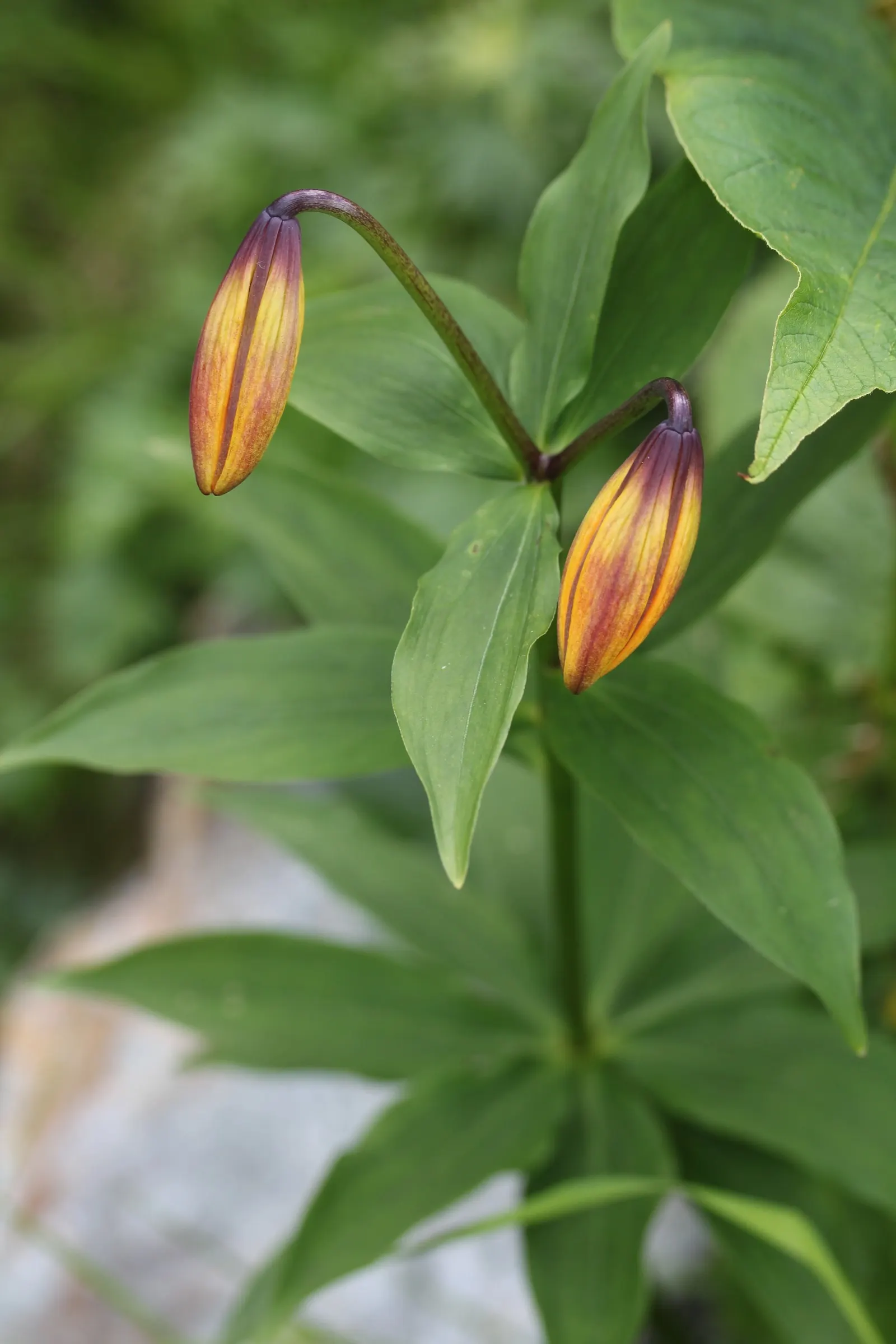 Lily Species (Lilium Hybrids) — They thrive under full sun to partial shade conditions, requiring at least 6 hours of sunlight daily; can reach up, image 175