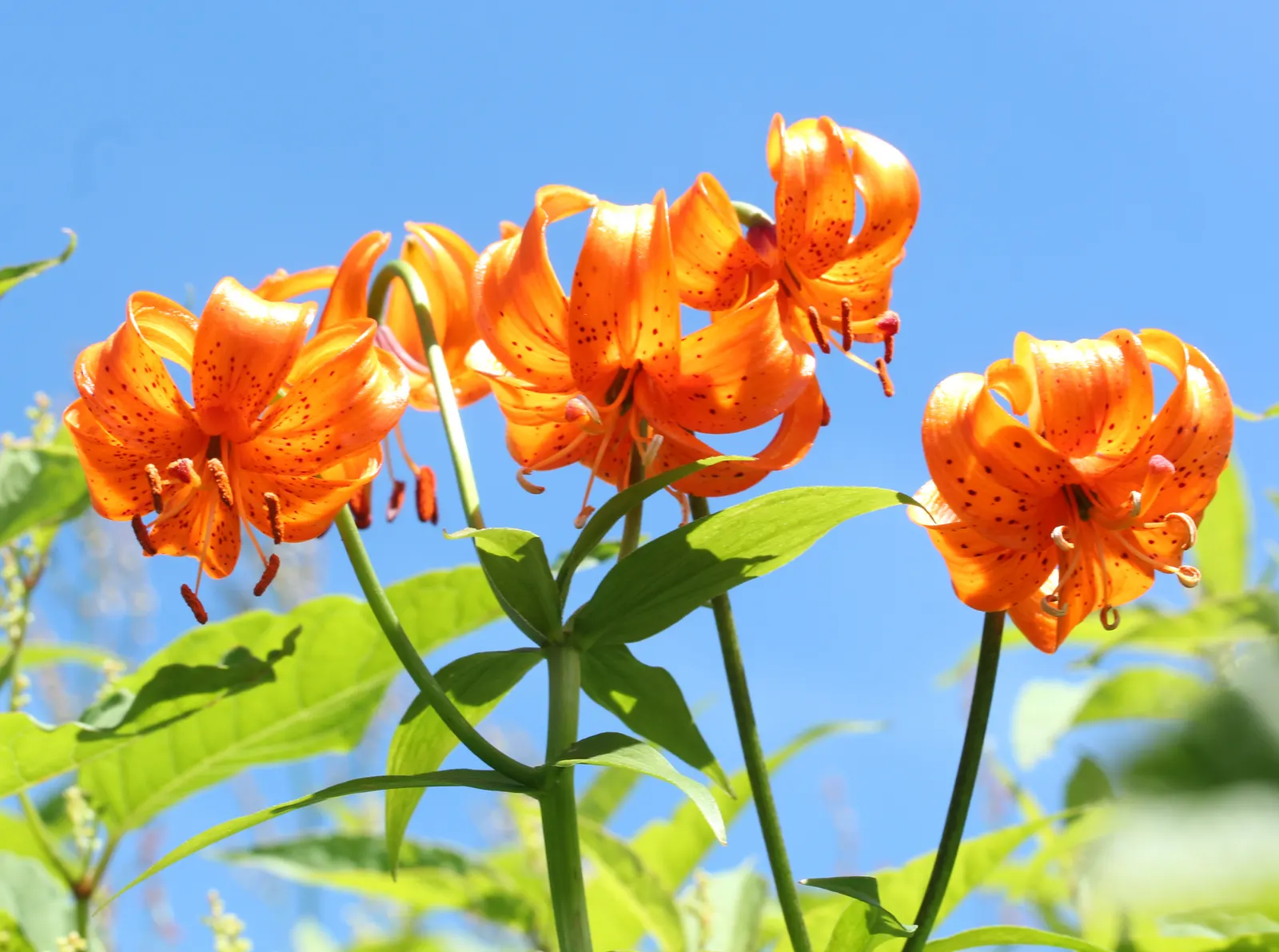 Lily Species (Lilium Hybrids) — These perennial bulbs flower mid-summer, offering a color range from whites to deep reds; commonly referred to as, image 166