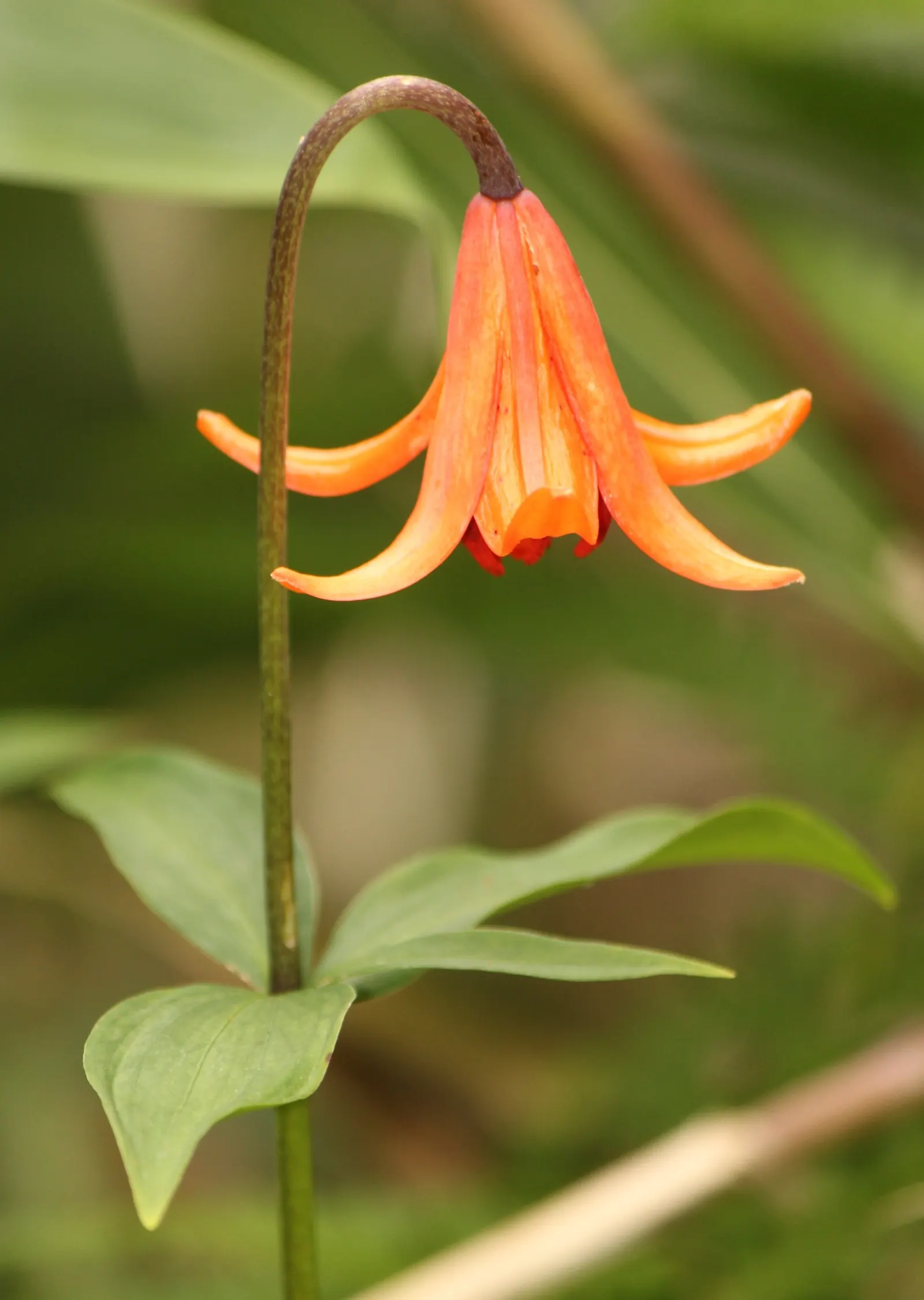 Lily Species (Lilium Hybrids) — Ideal for accents in beds and borders or as dramatic focal points