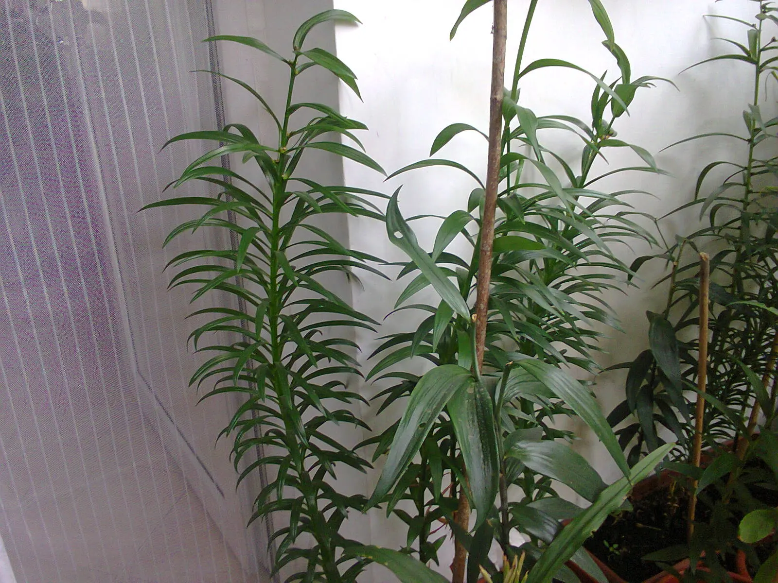 Lily Species (Lilium Hybrids) — you'll find their versatility in design and height variance