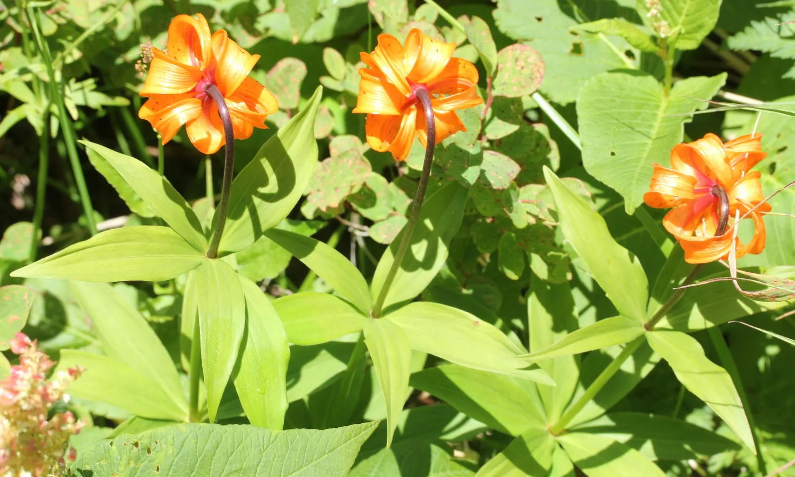 Lily Species (Lilium Hybrids) — To ensure a successful bloom, add a layer of mulch to conserve moisture and regulate soil temperature; hybrid, image 203
