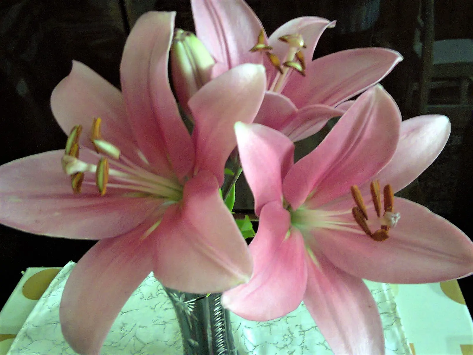 Lily Species (Lilium Hybrids) — These perennial bulbs flower mid-summer, offering a color range from whites to deep reds; commonly referred to as, image 143