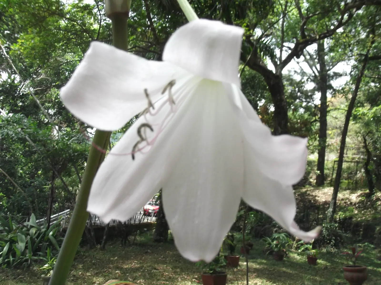 Lily Species (Lilium Hybrids) — these hybrids have been selectively bred to enhance particular features such as color; these perennial bulbs flower, image 126