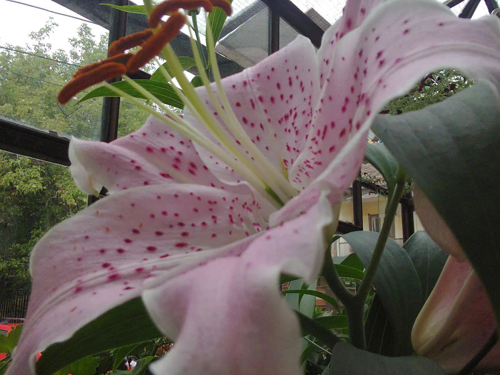 Lily Species (Lilium Hybrids) — often fragrant flowers that can captivate the senses and elevate the aesthetic of any garden; bulb with, image 135
