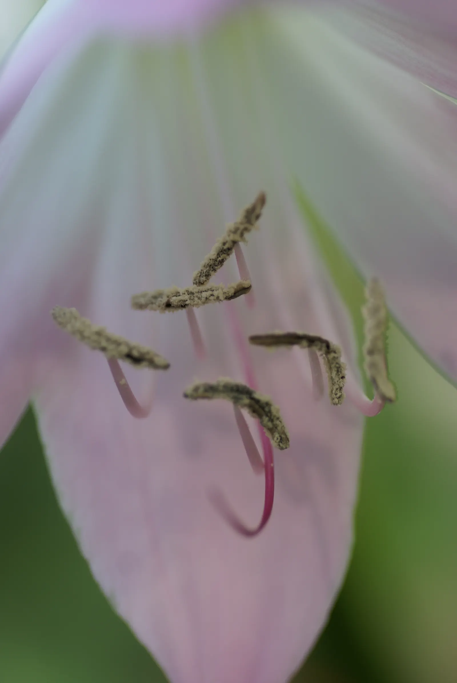 Lily Species (Lilium Hybrids) — often fragrant flowers that can captivate the senses and elevate the aesthetic of any garden; bulb with, image 89