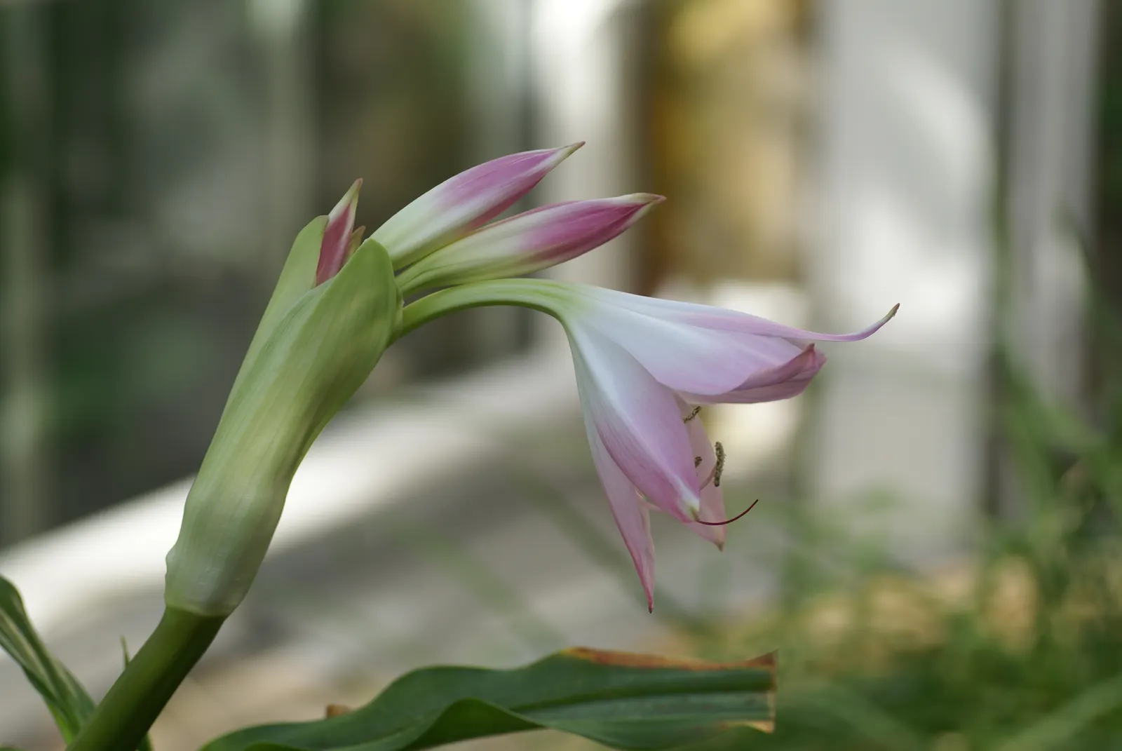 Lily Species (Lilium Hybrids) — with blossom sizes approximately 6 inches across