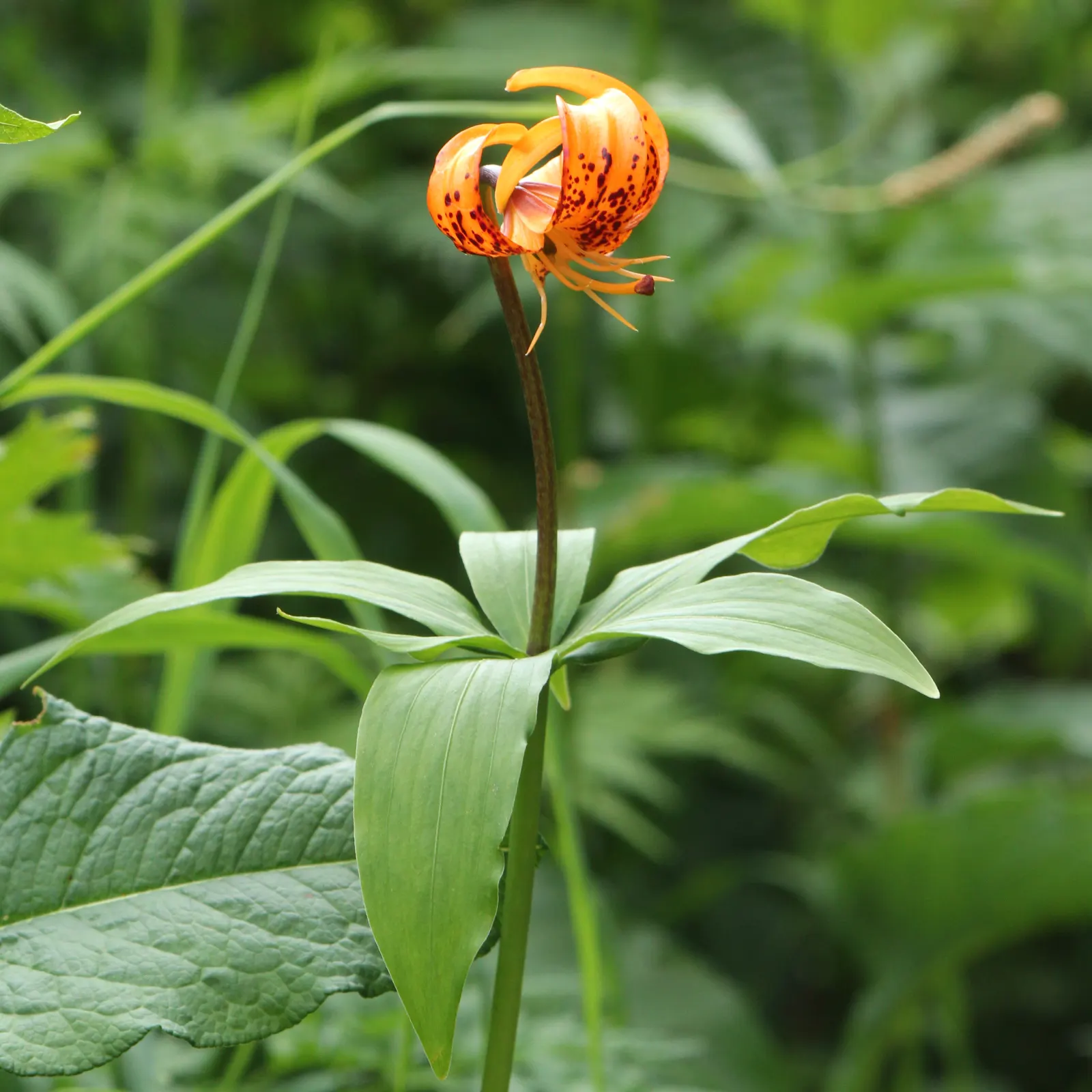 Lily Species (Lilium Hybrids) — often fragrant flowers that can captivate the senses and elevate the aesthetic of any garden; bulb with, image 112