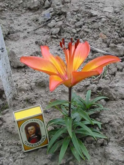 Lily Species (Lilium Hybrids) — Hybrid lilies bloom from early to late summer, with each flower lasting approximately 2 to 3 weeks; originating from several