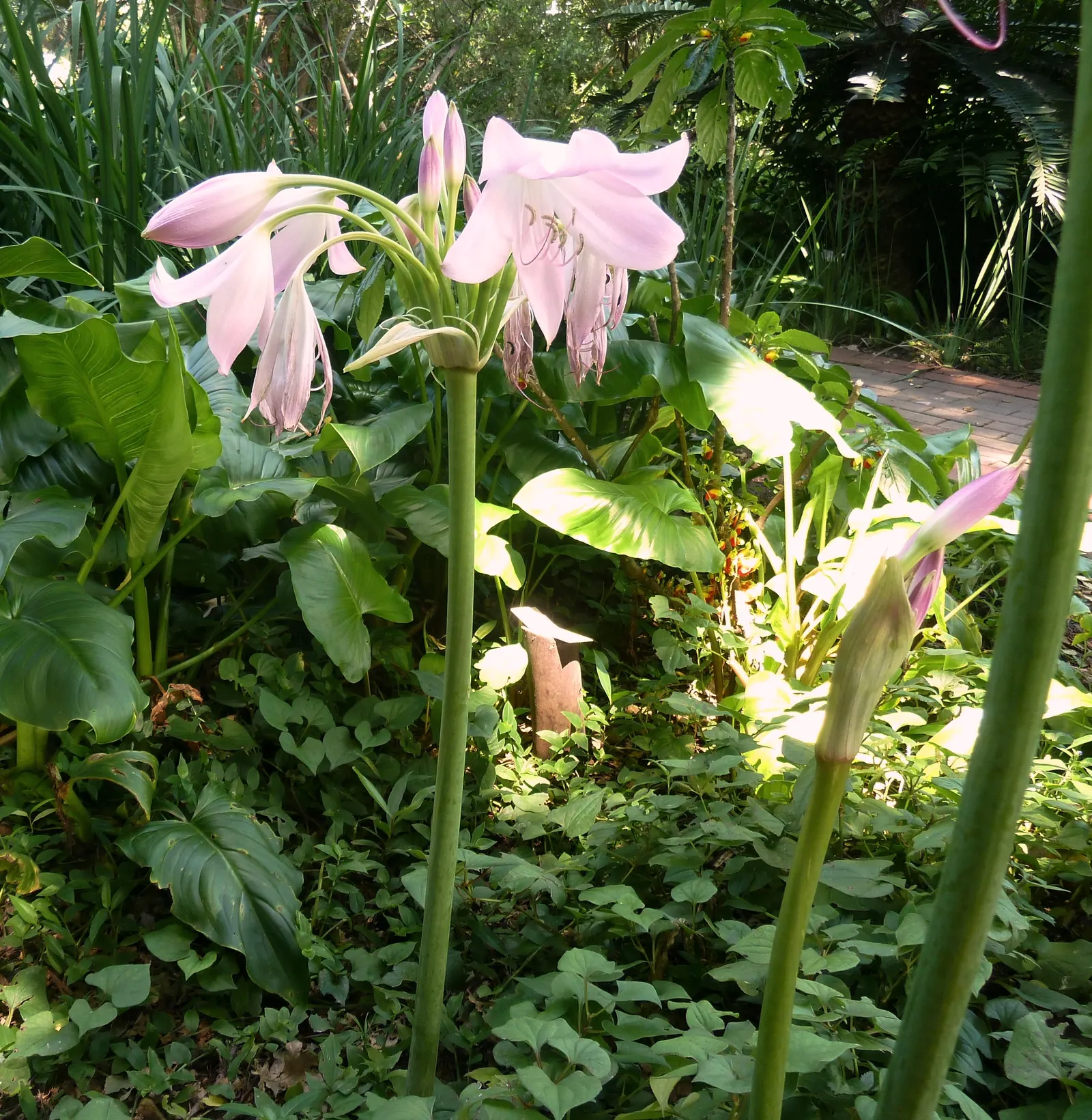 Lily Species (Lilium Hybrids) — Prefer well-drained soil and full sun to partial shade; consider using Lilium hybrids as focal points, image 167