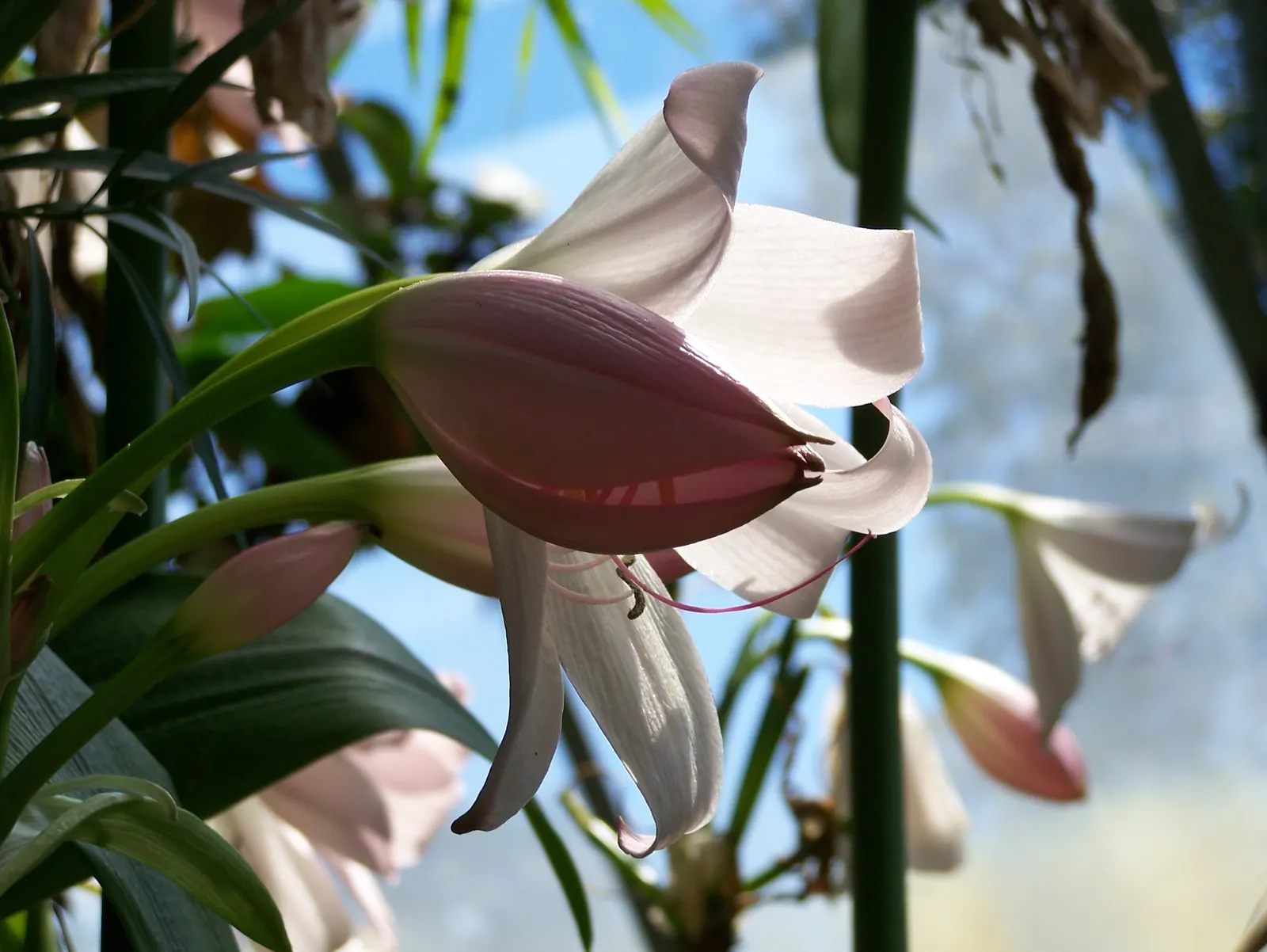 Lily Species (Lilium Hybrids) — Ideal for accents in beds and borders or as dramatic focal points; bulb for full or half, image 76