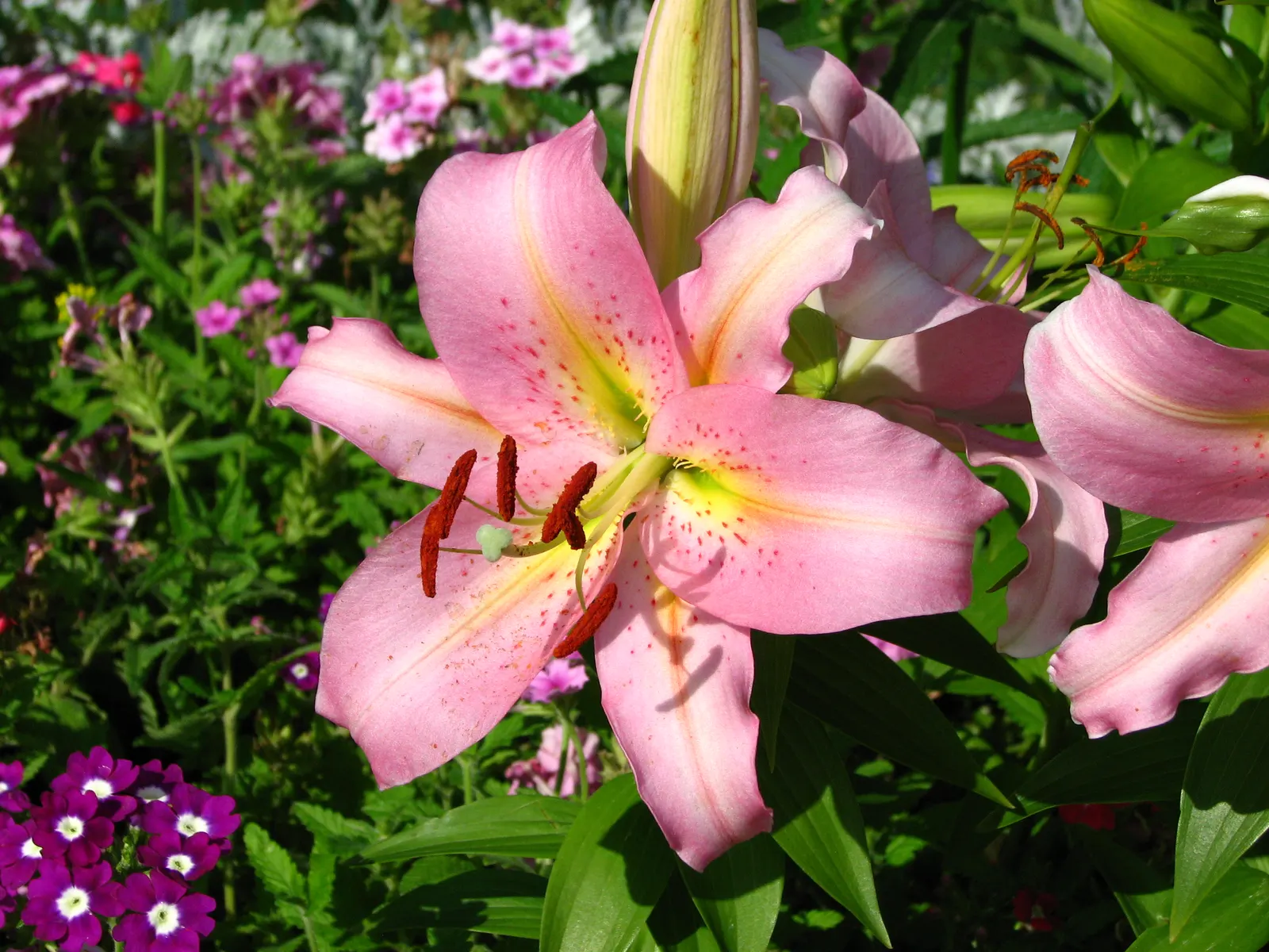 Lily Species (Lilium Hybrids) — bulb for full or half; often fragrant flowers that can captivate the senses and elevate the aesthetic of any garden, image 115