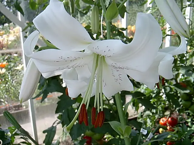 Lily Species (Lilium Hybrids) — or to create dramatic backdrops when planted en masse; brief Description for Landscape Design Portfolio:\n\nLilium, image 201