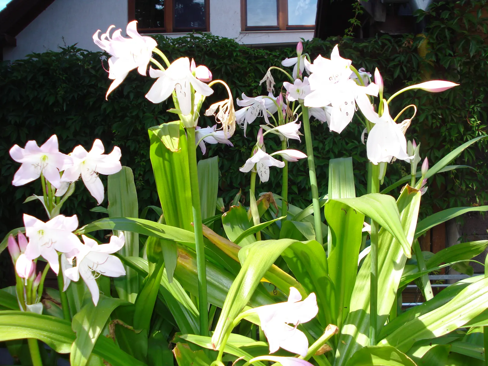 Lily Species (Lilium Hybrids) — Hybrid lilies bloom from early to late summer, with each flower lasting approximately 2 to 3 weeks; originating, image 107